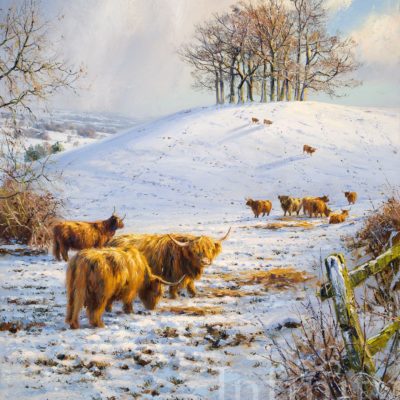 Highland Cattle in the Snow