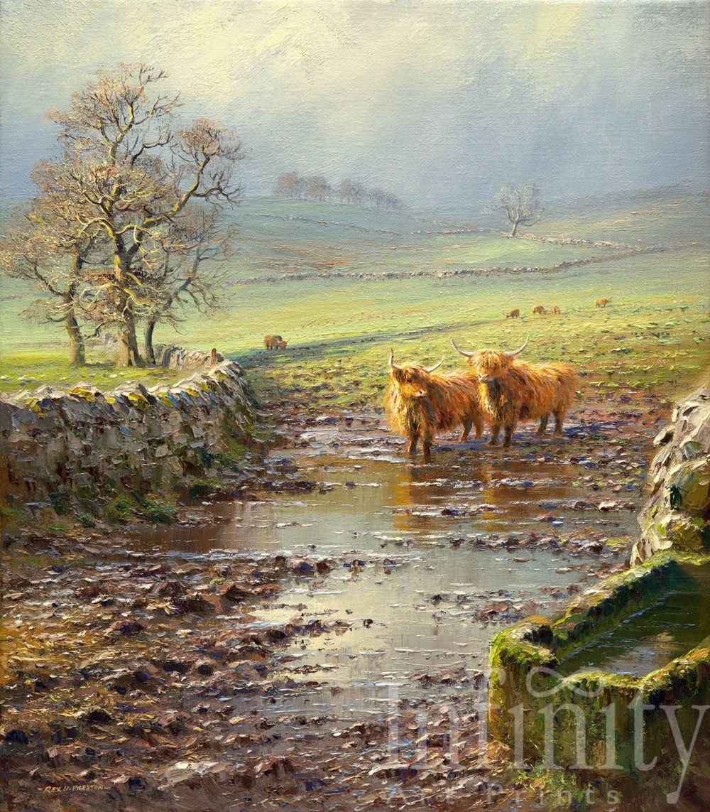 Highland Cattle, Peak District